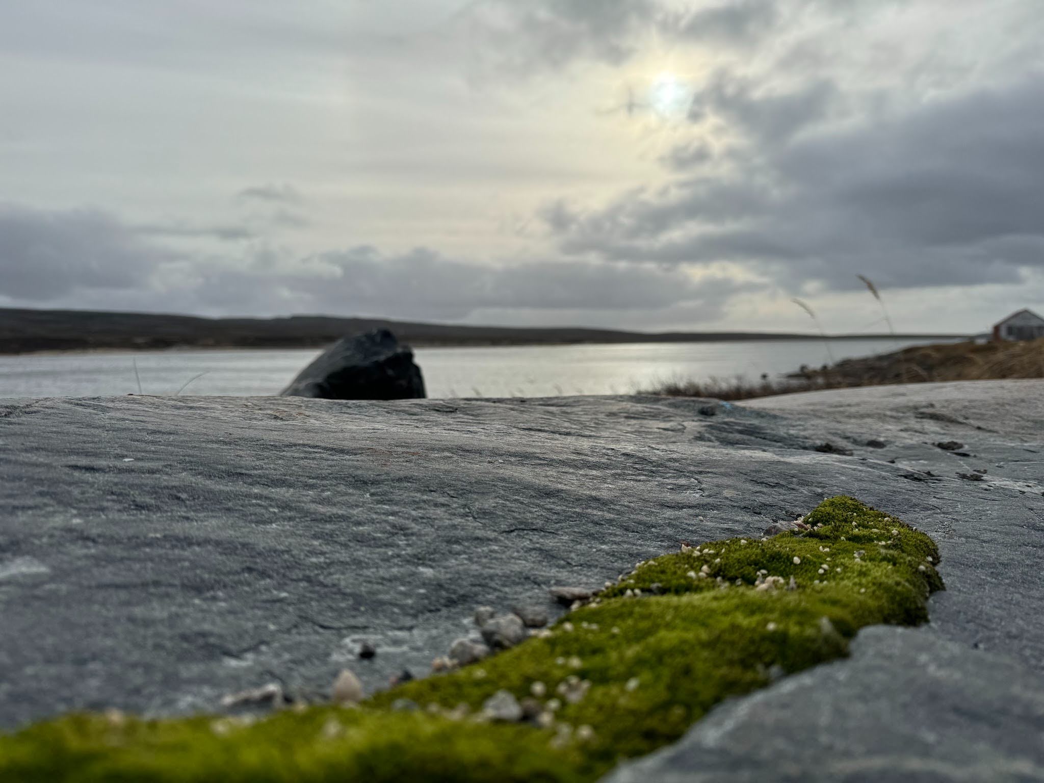 Waterside view with moss and sky