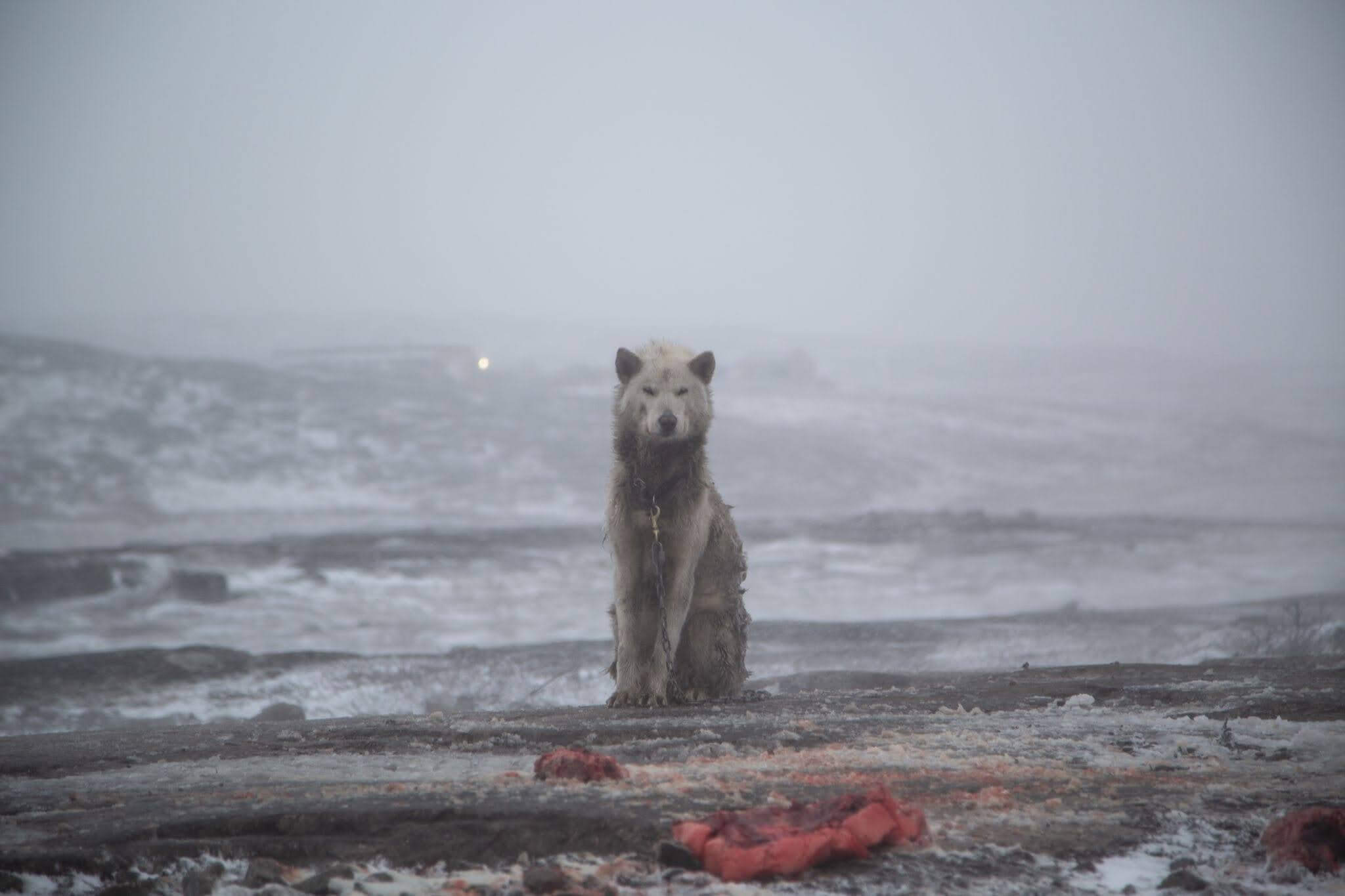 Dog in a snowy landscape